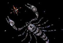 Скорпион (24 октября — 22 ноября) Скорпион (24 октября - 22 ноября)