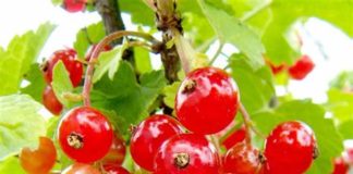 Полезные свойства красной смородины Полезные свойства красной смородины